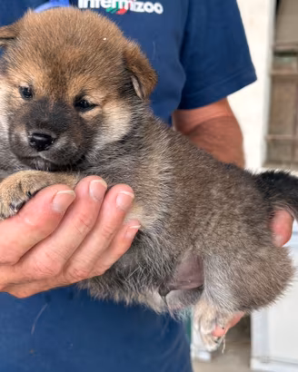 Cuccioli di shiba inu