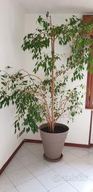 Ficus Benjamin