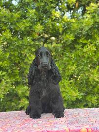 Cocker spaniel inglese