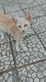 Pippi la gattina arancione è qui x te
