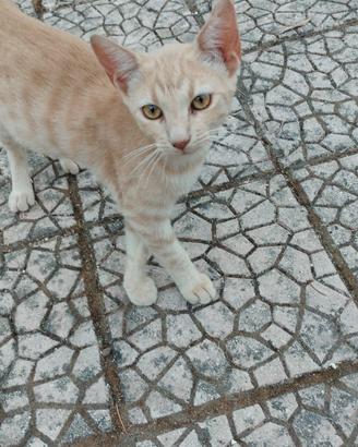 Pippi la gattina arancione è qui x te
