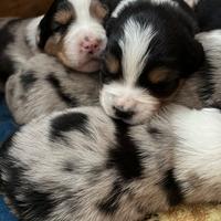 Cuccioli di pastore australiano disponibili