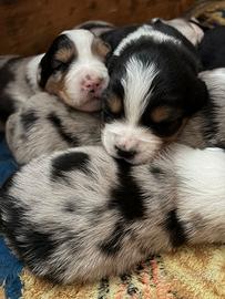 Cuccioli di pastore australiano disponibili