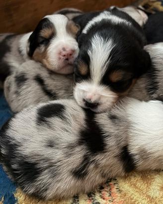 Cuccioli di pastore australiano disponibili