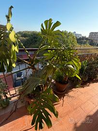 Monstera grande
