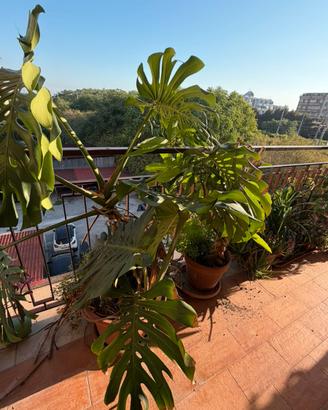 Monstera grande