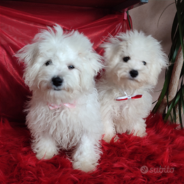 Bichon Frisé e Akita alta genealogia qualità selez