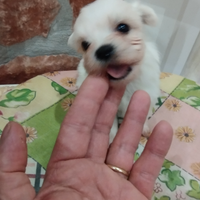 Cuccioli di maltese piccoli