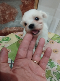 Cuccioli di maltese piccoli