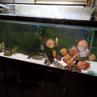 Acquario completo