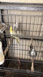 Pappagalli calopsite