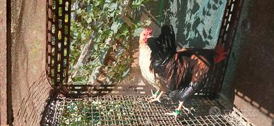 Galline mugellesi
