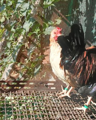 Galline mugellesi