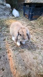 Cuccioli coniglio nano ariete bianco occhi chiari