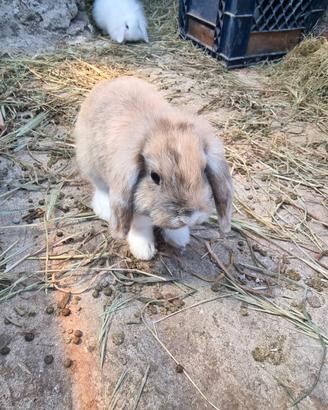 Cuccioli coniglio nano ariete bianco occhi chiari