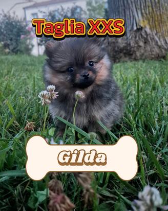 Pomerania Spitz tedesco nano