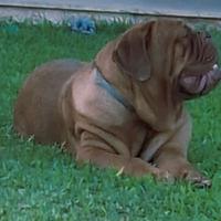 Dogue de bordeaux