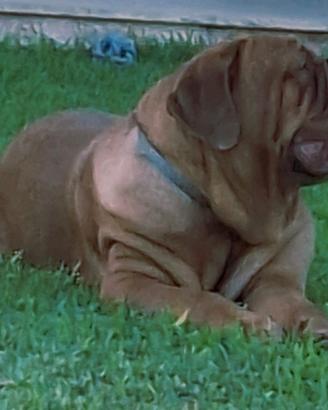 Dogue de bordeaux