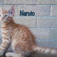 Cuccioli di Maine Coon con Pedigree