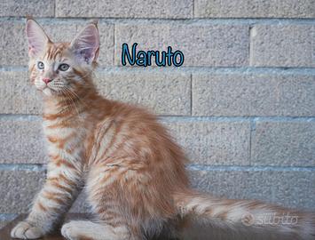 Cuccioli di Maine Coon con Pedigree