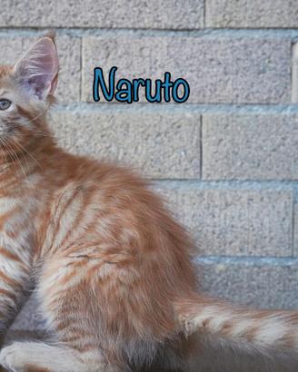 Cuccioli di Maine Coon con Pedigree