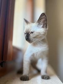 Gatto siamese