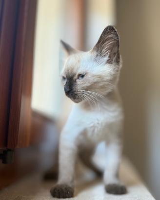 Gatto siamese