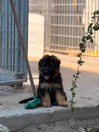 Cucciolo Pastore tedesco