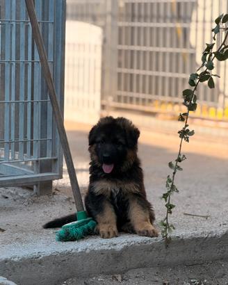 Cucciolo Pastore tedesco