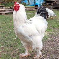 Gallo brahma