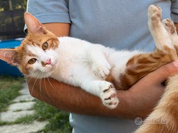 Gattini