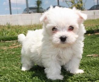 Maltese coreano (Toy)