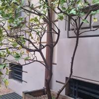 ALBERO DI LIMONI