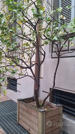 ALBERO DI LIMONI