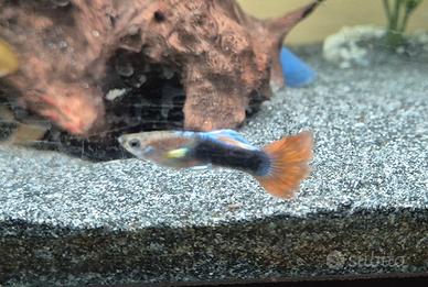 Guppy per acquari 
