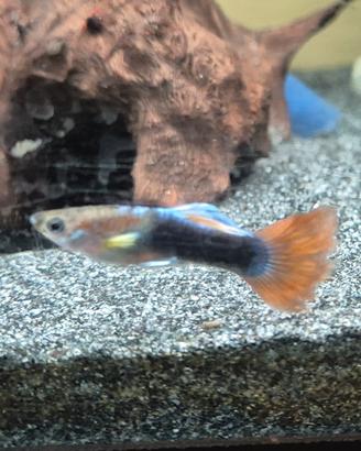 Guppy per acquari 