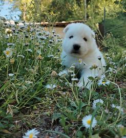 Cuccioli Samoiedo con Pedigree