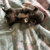 Cucciolo chihuahua pelo lungo