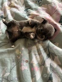 Cucciolo chihuahua pelo lungo