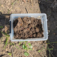 Lombrichi rossi,lombricultura