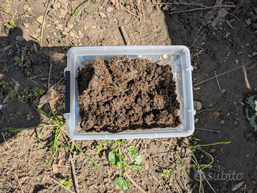 Lombrichi rossi,lombricultura