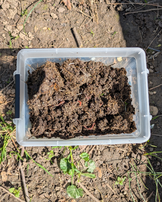 Lombrichi rossi,lombricultura