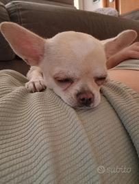 chihuahua femmina 7 mesi
