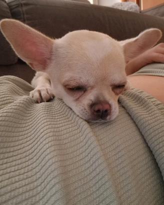 chihuahua femmina 7 mesi