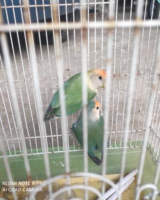 Inseparabili