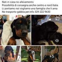 Cuccioli di dobermann