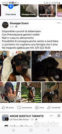 Cuccioli di dobermann