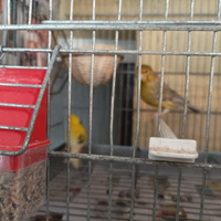 Coppia canarini pezzati 2024