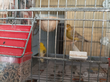 Coppia canarini pezzati 2024