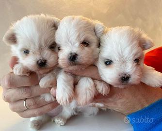 Maltese cuccioli con pedigree enci